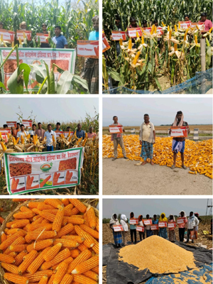 Product Development Activity